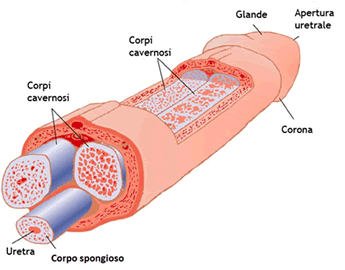 anatomia del pene