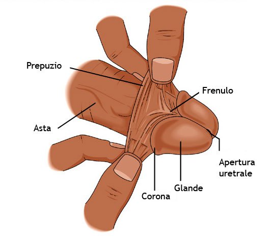 Visione reale del pene esternamente