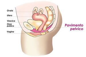 pavimento pelvico sezione laterale