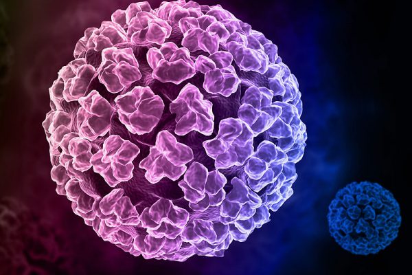 human papilloma virus