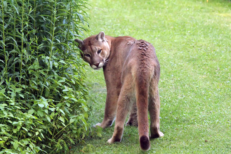 le cougar sono anche dette panterone