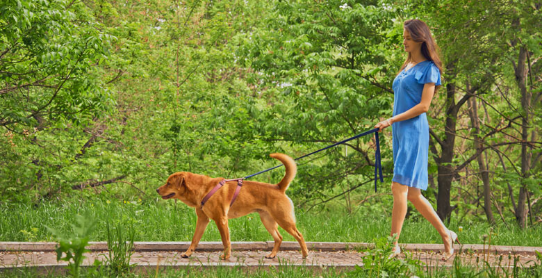 quando il cane è solo una scusa