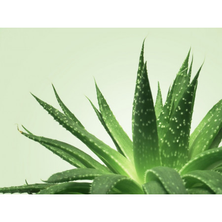 Gel vegano per massaggi nuru Mixgliss Nu Aloe Vera