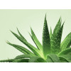 Gel vegano per massaggi nuru Mixgliss Nu Aloe Vera